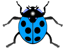 beetle