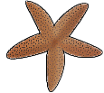 starfish