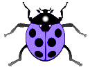 beetle