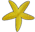 starfish